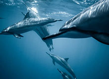 云体育入口-CBA罚单不停，界定标准有待明晰